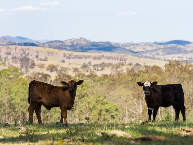 Lot 11, 153 Roselands Lane, Singleton NSW 2330