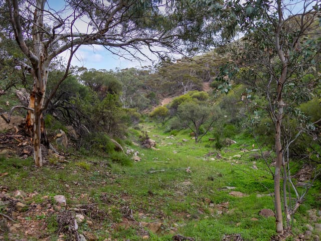 Lot 243 Flinders Ranges Way, Quorn SA photo 3