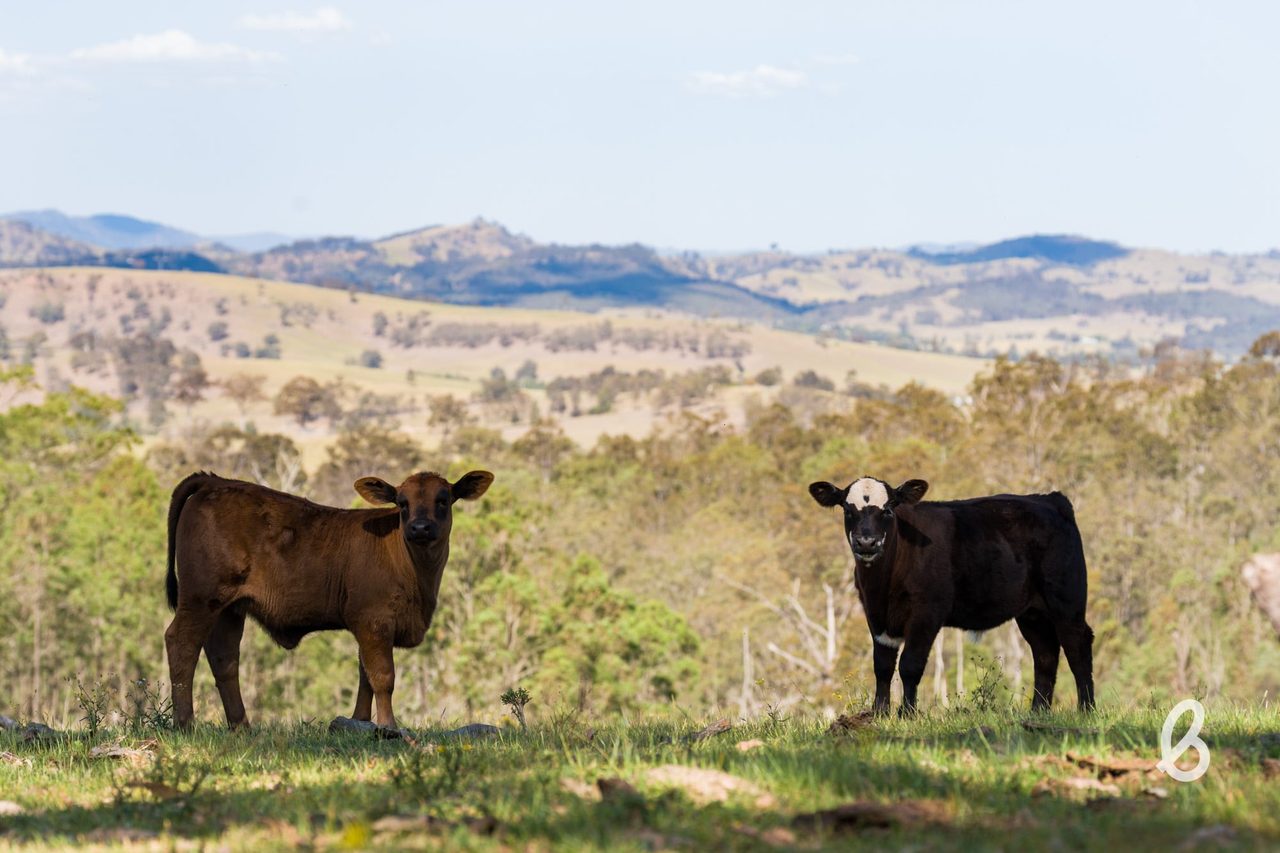Lot 11, 153 Roselands Lane, Singleton NSW 2330
